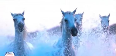სტუდია ,,ლურჯა ცხენების