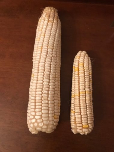 სიმინდი ,,აჯამეთის თეთრი"