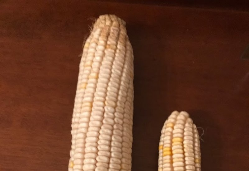 სიმინდი ,,აჯამეთის თეთრი